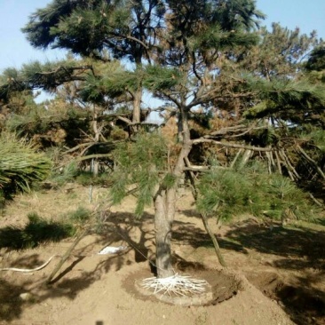 造型松14公分