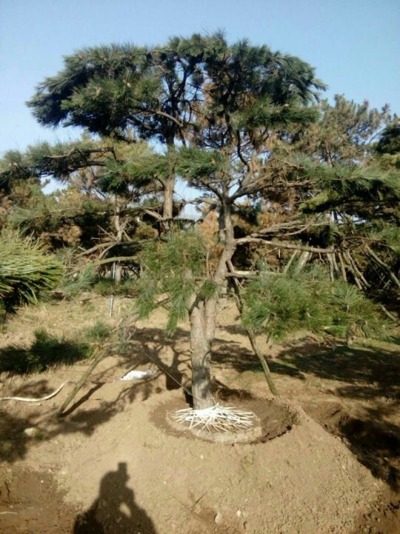 造型松14公分