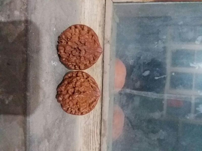 手捻葫芦10~15cm