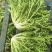 苦菊15~20cm