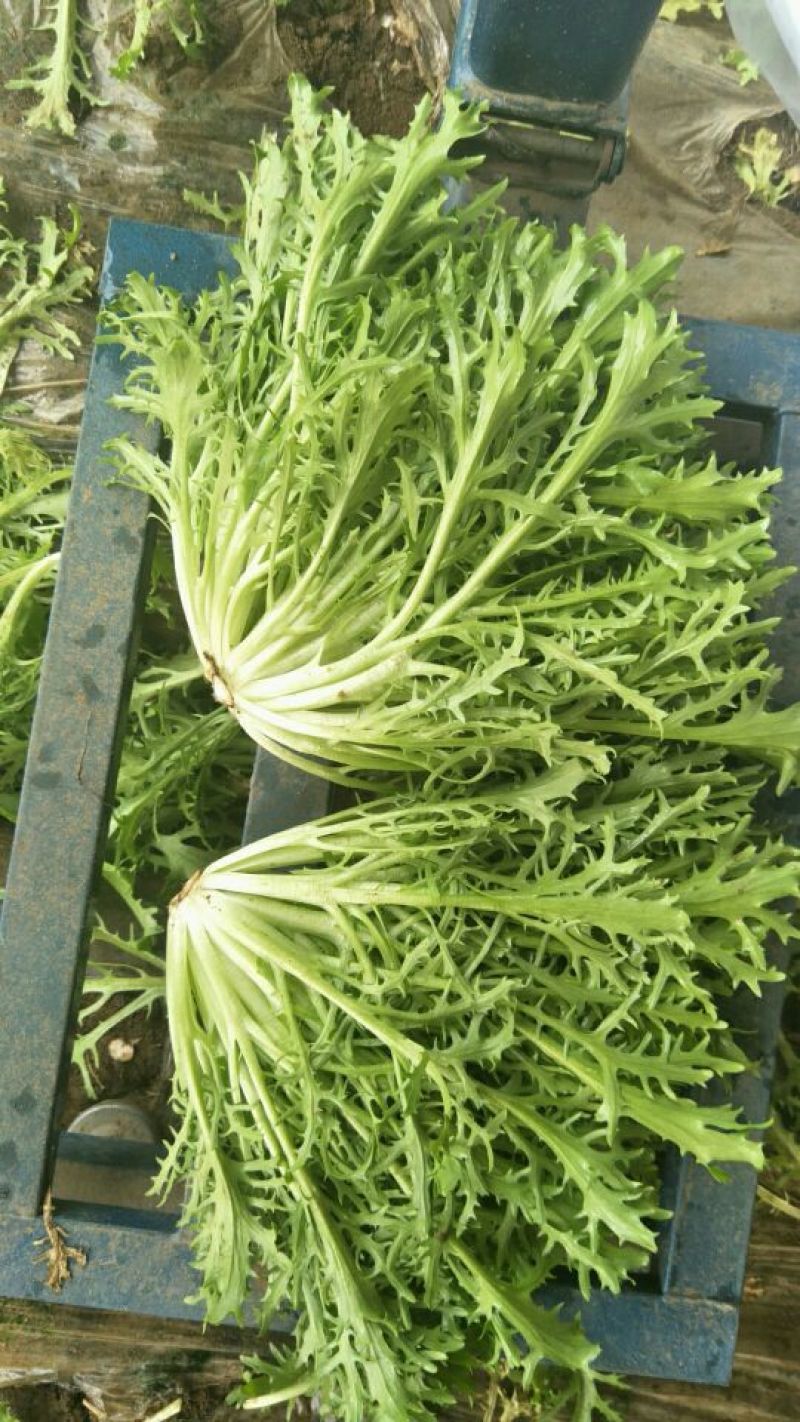 苦菊15~20cm