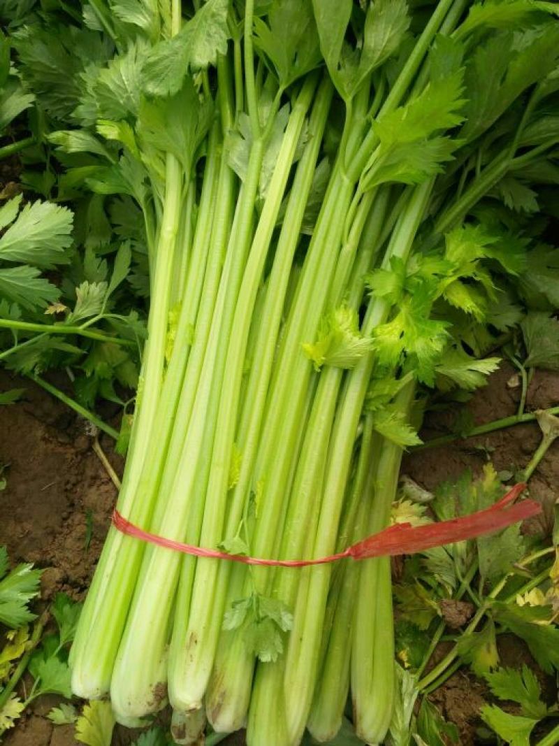 优质西芹芹菜大量上市物美价廉欢迎选购！