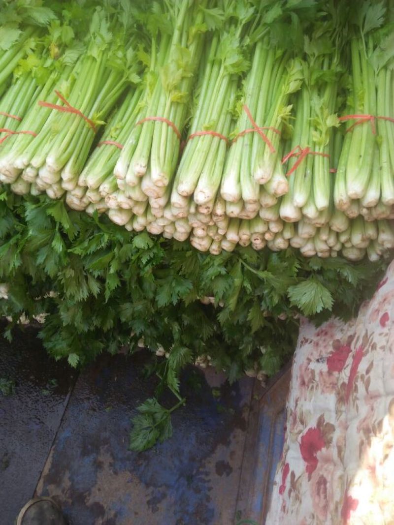 优质西芹芹菜大量上市物美价廉欢迎选购！