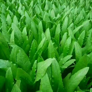 油麦菜25~30厘米以上