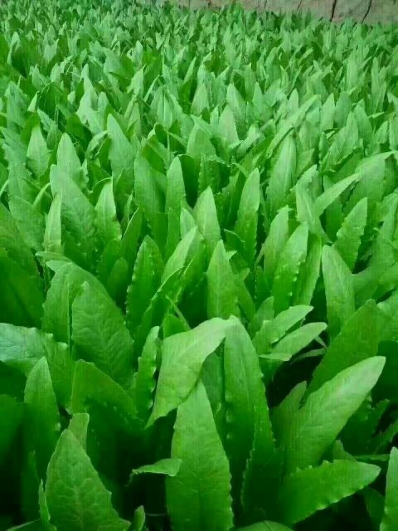 油麦菜25~30厘米以上