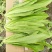 油麦菜25~30厘米以上