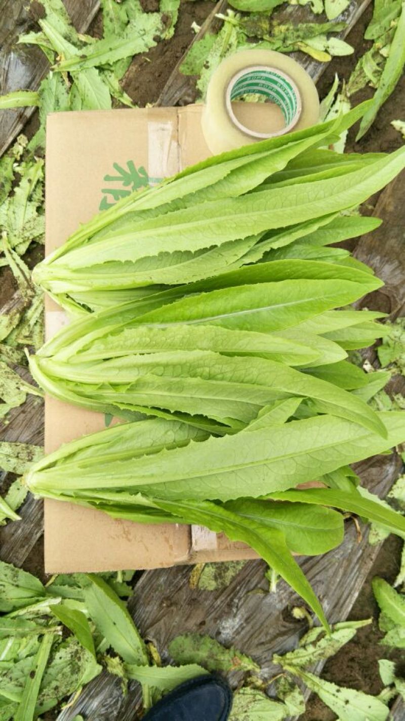 油麦菜25~30厘米以上