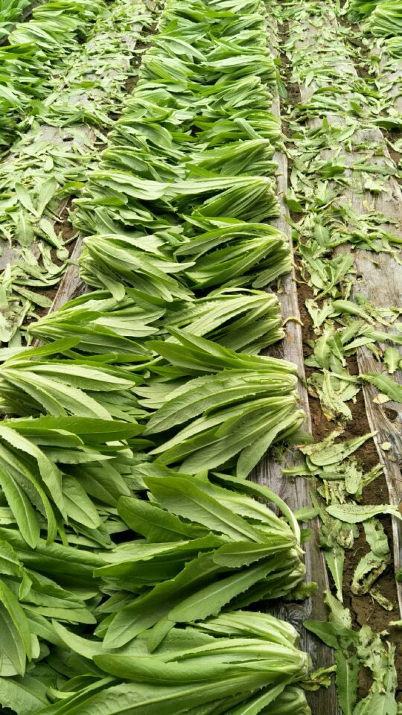 油麦菜25~30厘米以上
