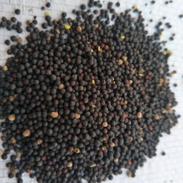 油菜籽2级