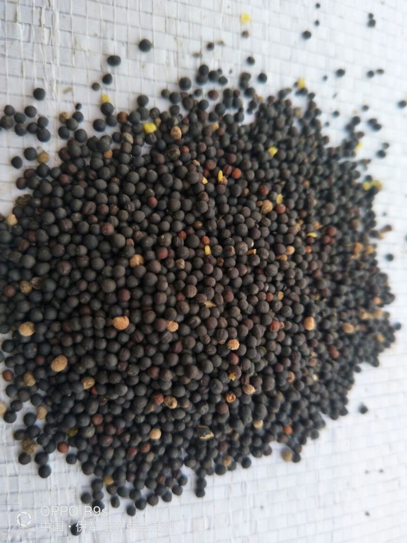 油菜籽2级