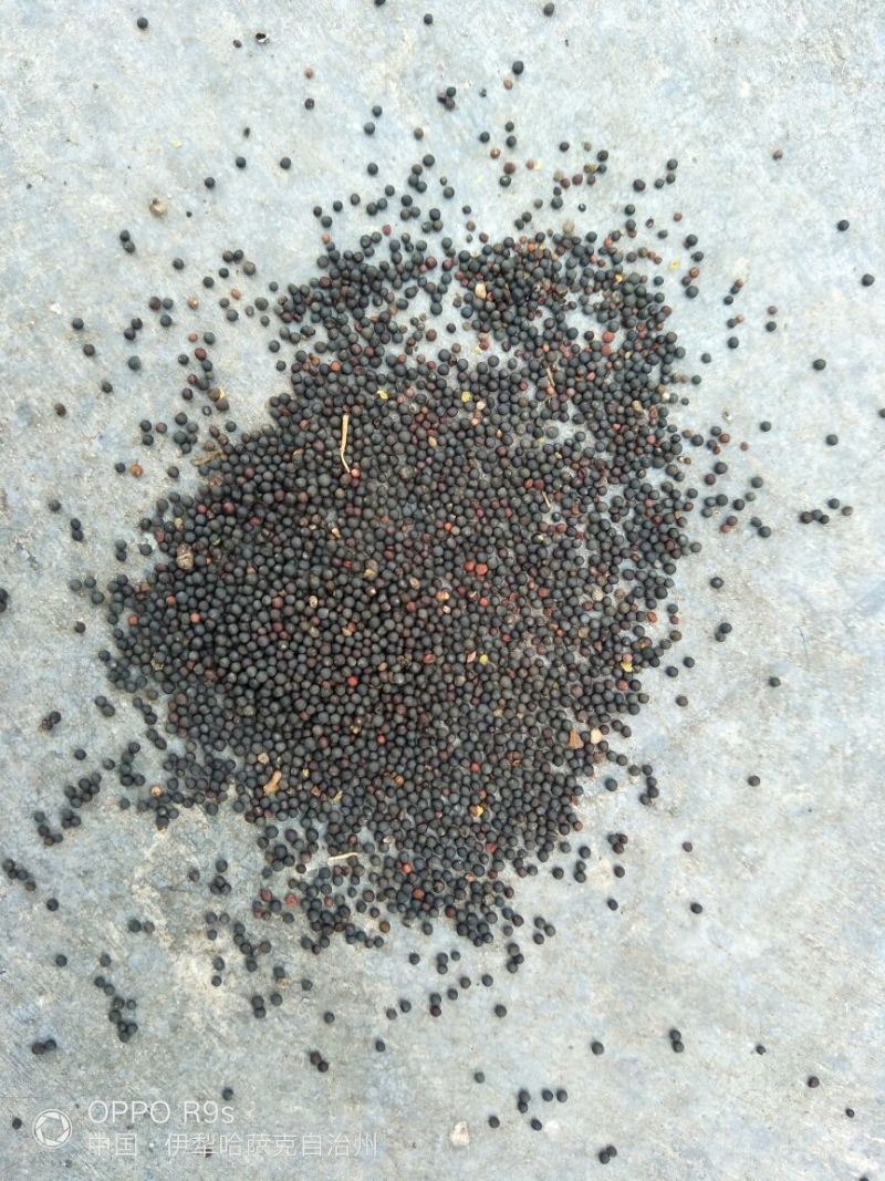 油菜籽2级