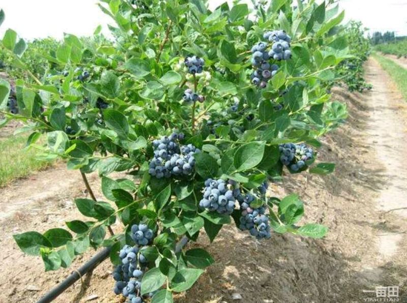 蓝莓苗绿宝石，薄雾，兔眼，莱克茜，双丰，全国包邮，纯正