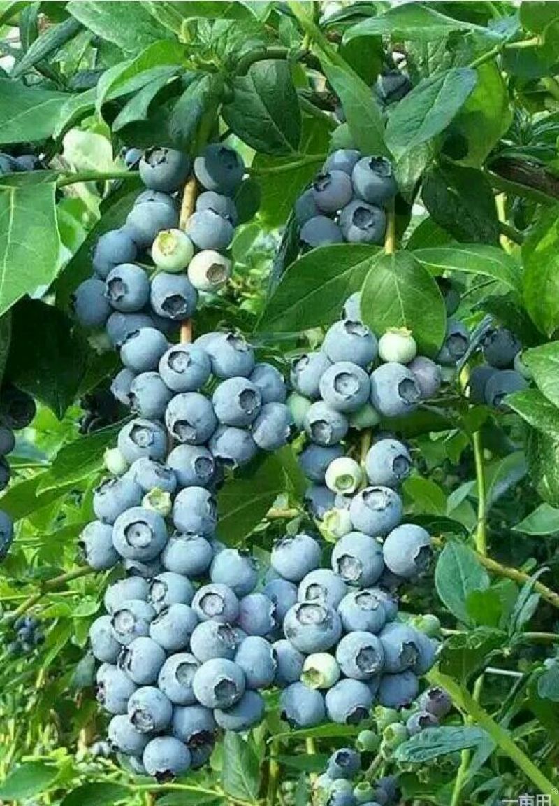蓝莓苗绿宝石，薄雾，兔眼，莱克茜，双丰，全国包邮，纯正