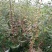 蓝莓苗绿宝石，薄雾，兔眼，莱克茜，双丰，全国包邮，纯正