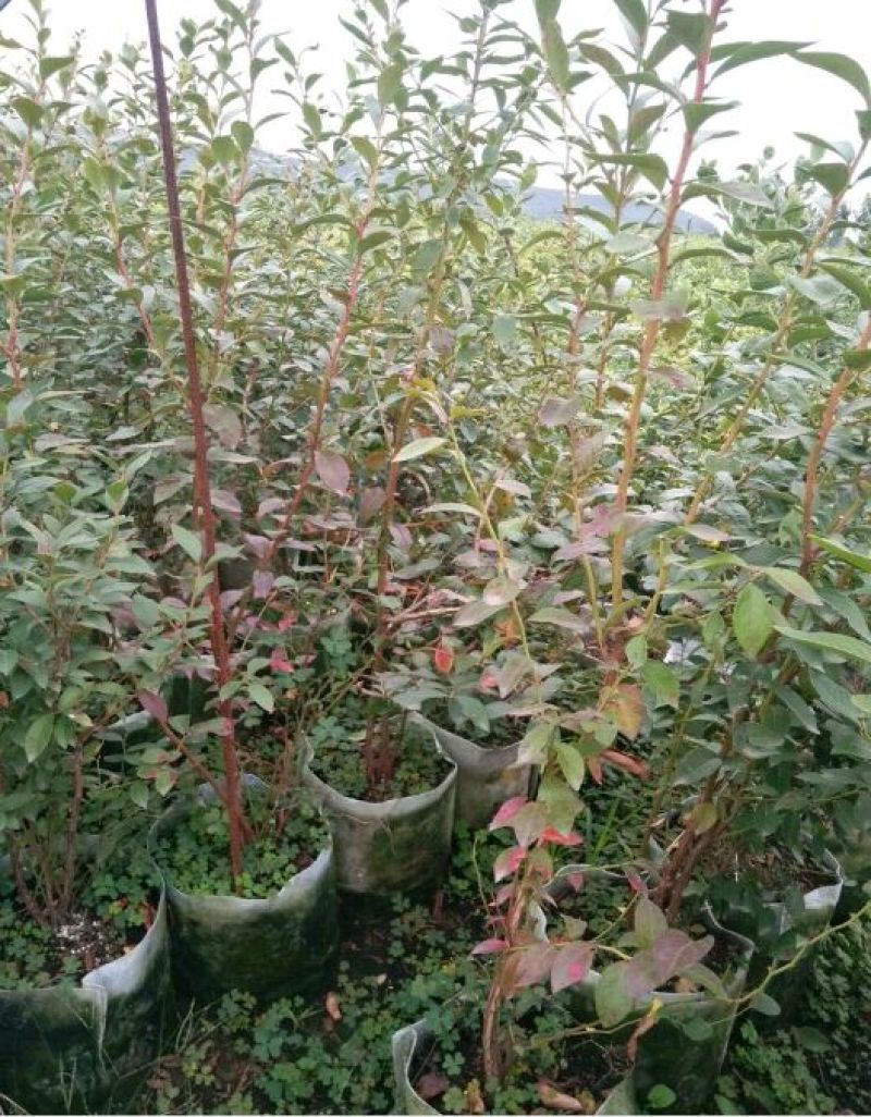蓝莓苗绿宝石，薄雾，兔眼，莱克茜，双丰，全国包邮，纯正