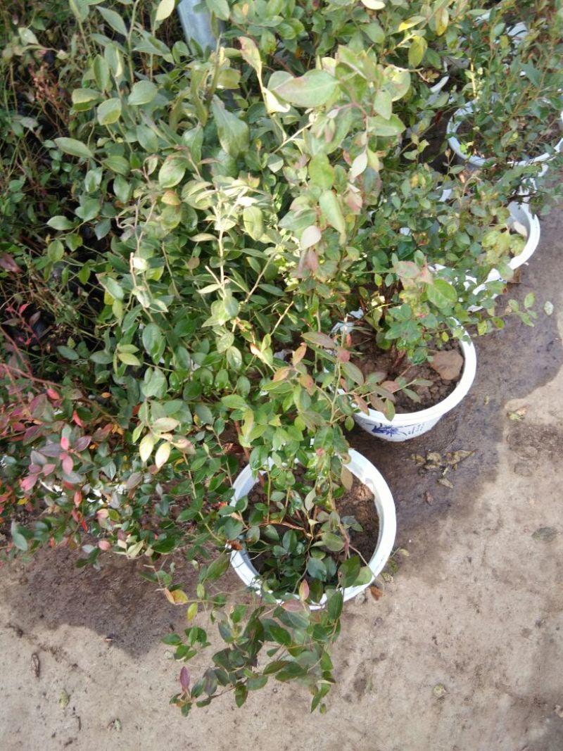 蓝莓苗绿宝石，薄雾，兔眼，莱克茜，双丰，全国包邮，纯正