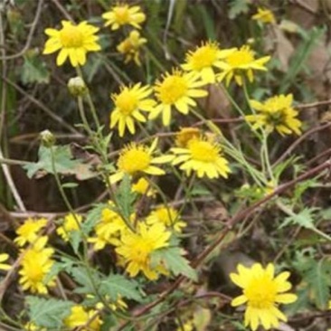 野菊花散装