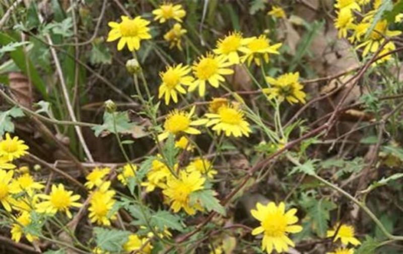 野菊花散装