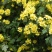 野菊花散装