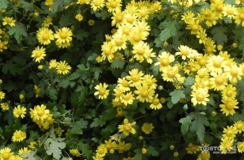 野菊花散装