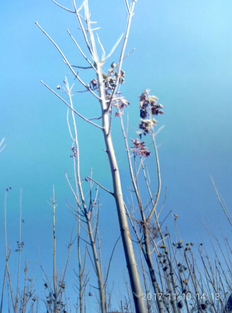 红枫树苗观赏价值投资收益