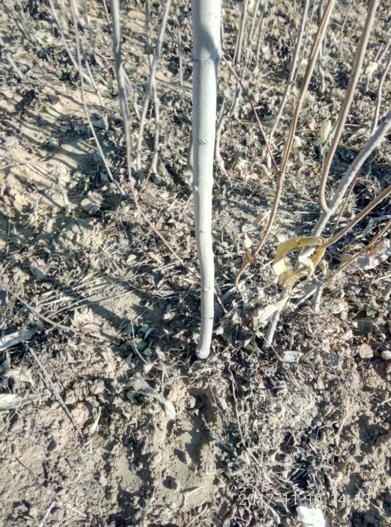 红枫树苗观赏价值投资收益