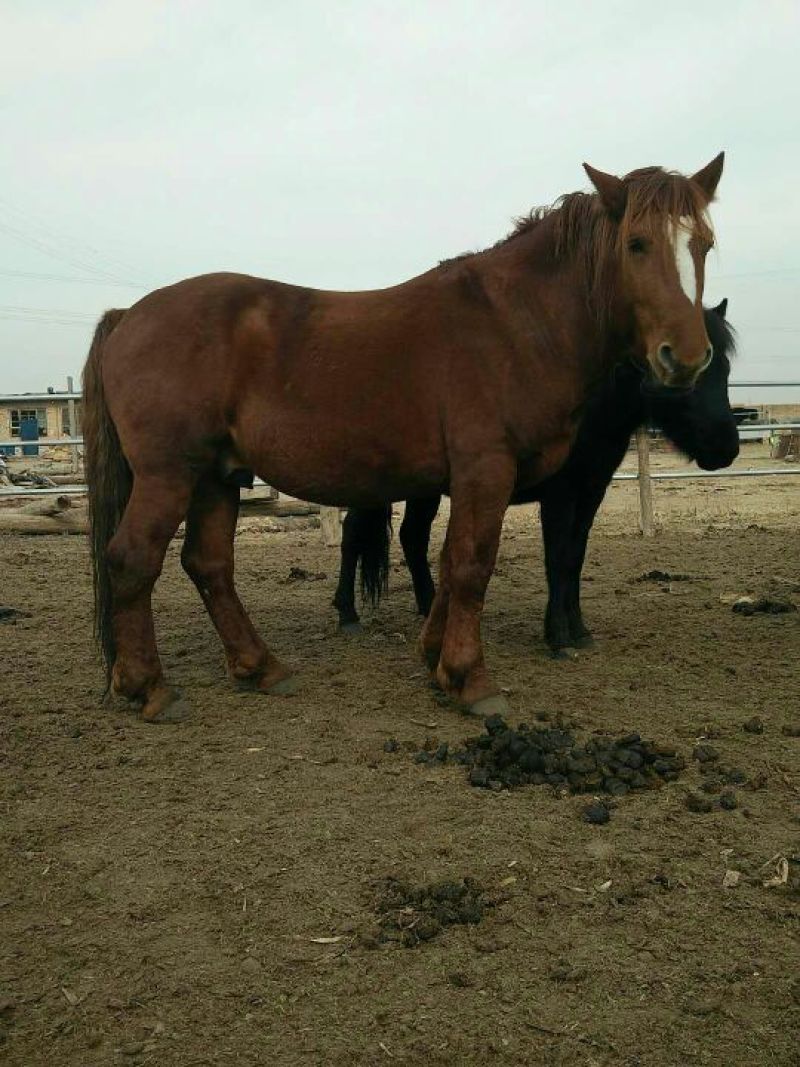 肉马400~500kg