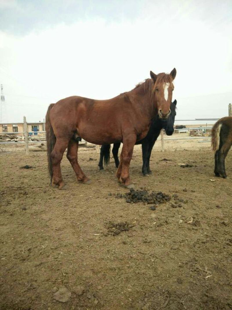 肉马400~500kg