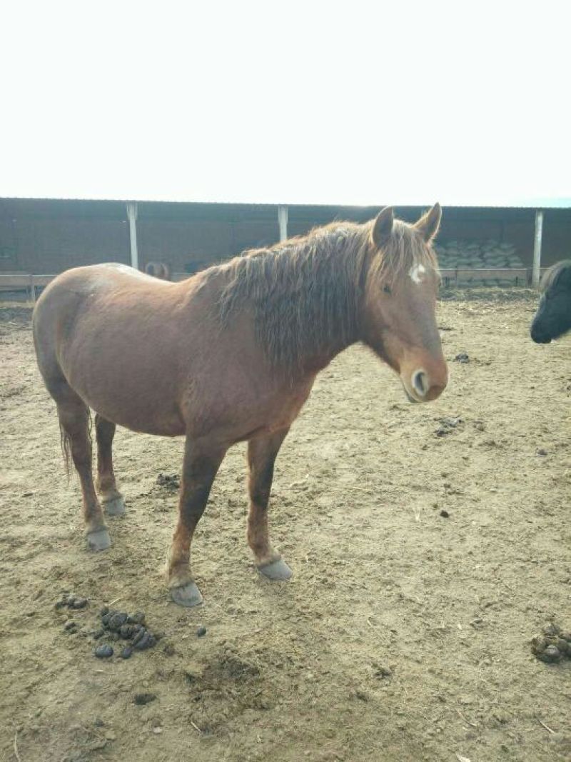 肉马400~500kg