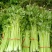 【今日推荐】芹菜山东芹菜新鲜芹菜现摘现发欢迎咨询