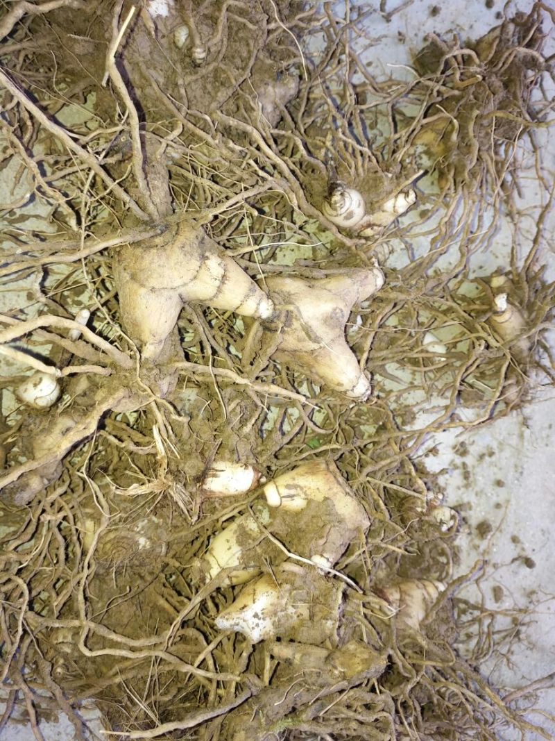 三叉白芨干货统货