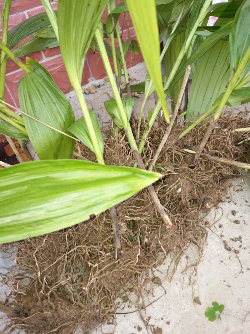 三叉白芨干货统货