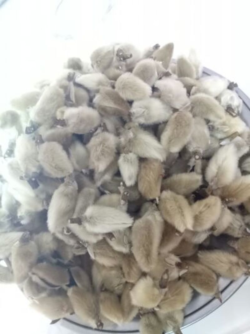 辛夷无梗统货产地直销