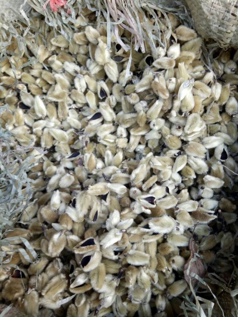 辛夷无梗统货产地直销