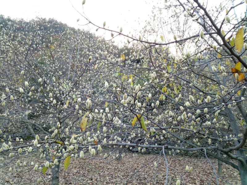 辛夷无梗统货产地直销