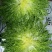 苦菊15~20cm