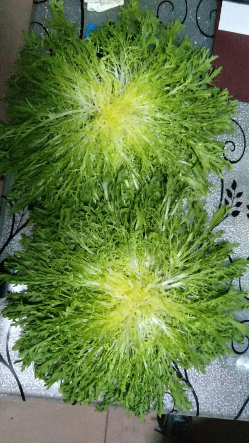 苦菊15~20cm