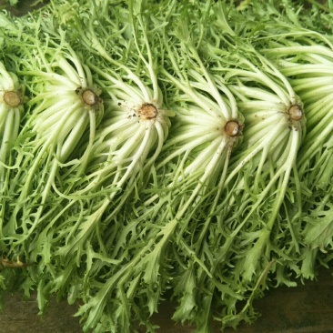 苦菊15~20cm
