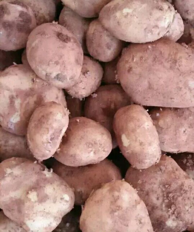 土豆精品2~4两