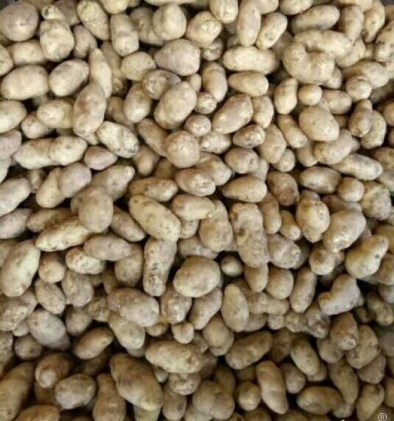土豆精品2~4两