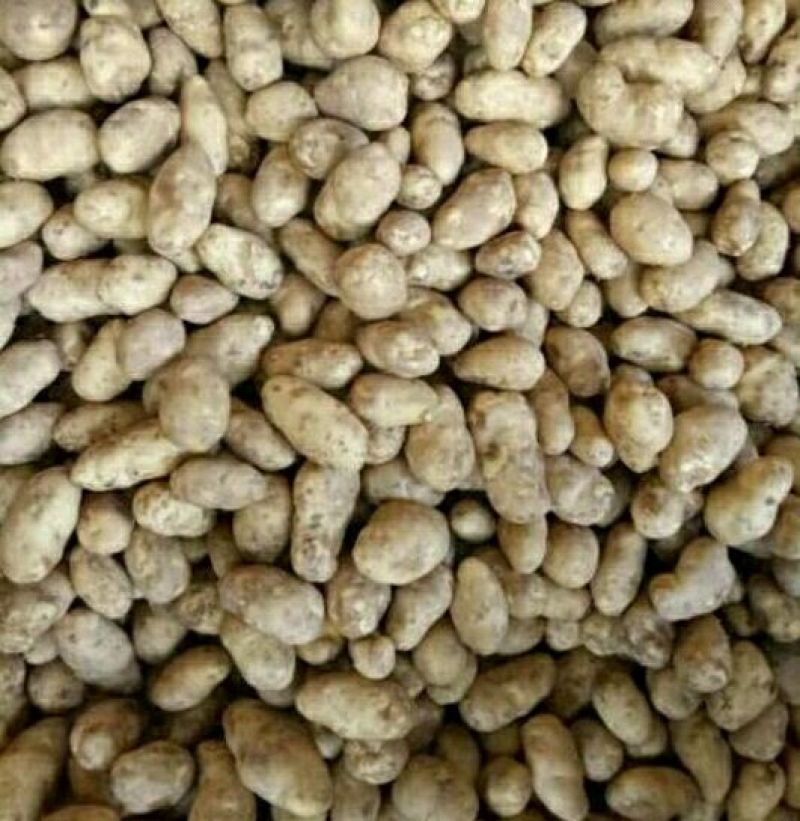 土豆精品2~4两