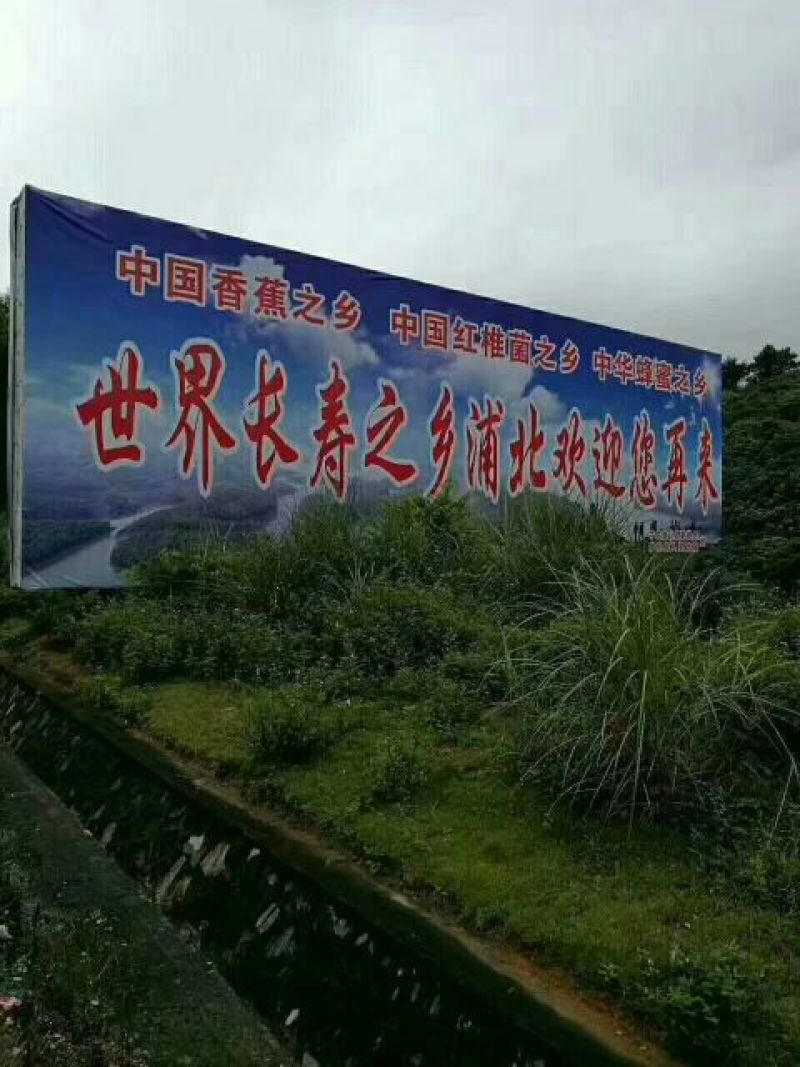 柑普茶特级