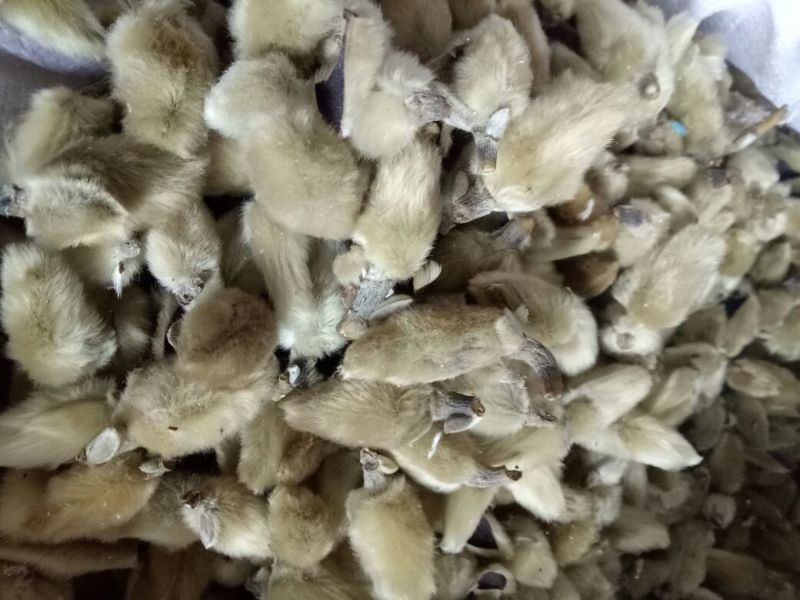 ***********辛夷无梗统货，产地直销