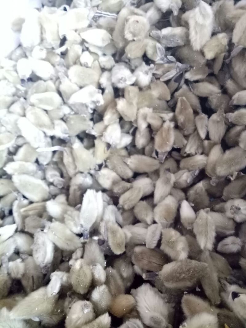 ***********辛夷无梗统货，产地直销