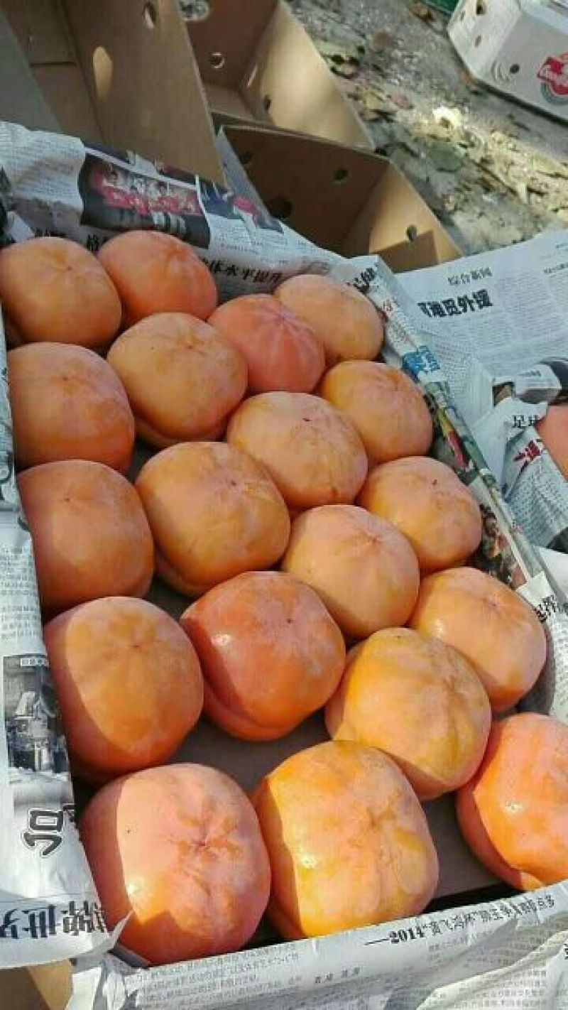 磨盘柿，太行山磨盘柿，磨盘柿4~5两以上