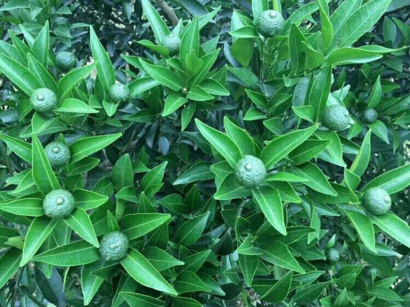 柑普茶特级