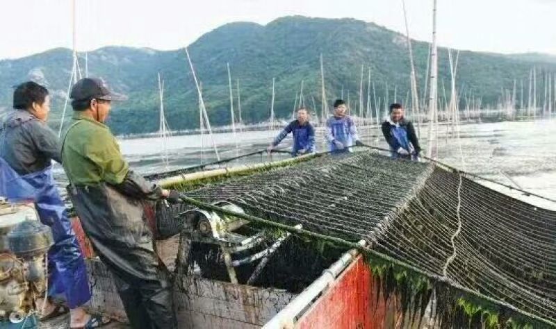 霞浦紫菜人工养殖头水