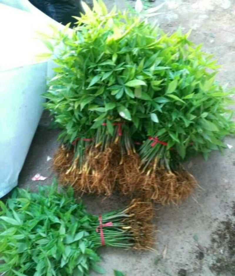 发财树裸根不带土