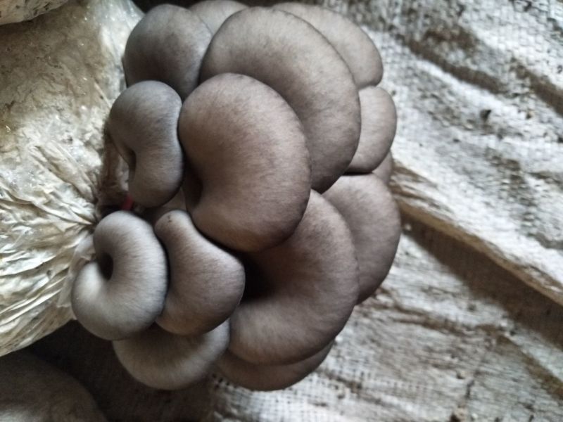 灰平菇厚3~5cm黑色
