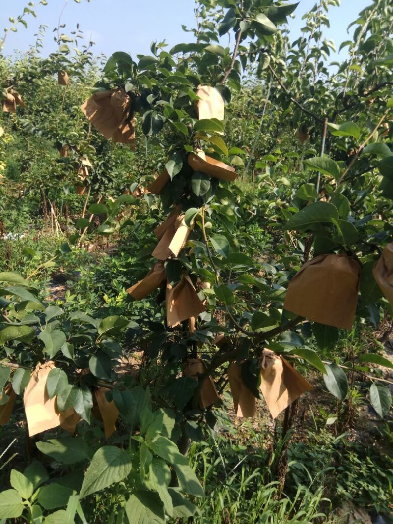 梨树6~8cm2.5~3米